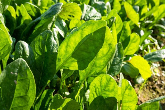 秋分種菠菜牢記“3要2不要”，葉厚如掌不抽薹不苦澀