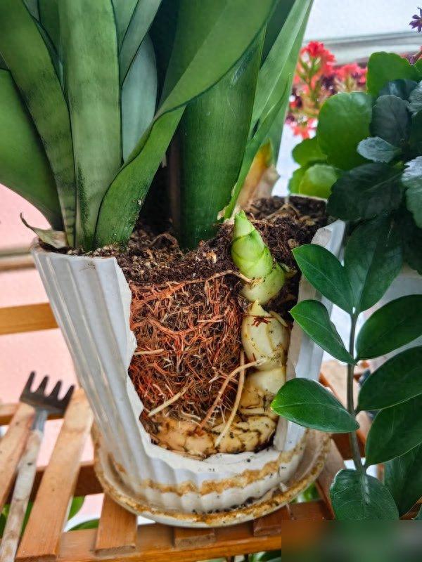這4種綠植是“吃土狂魔”，養一年分10盆，沒錢真養不起