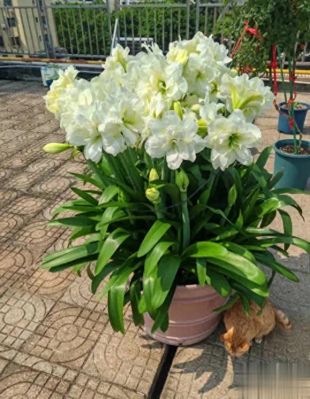 北方朱頂紅過冬攻略：搬進屋或用大棉被包裹！ 