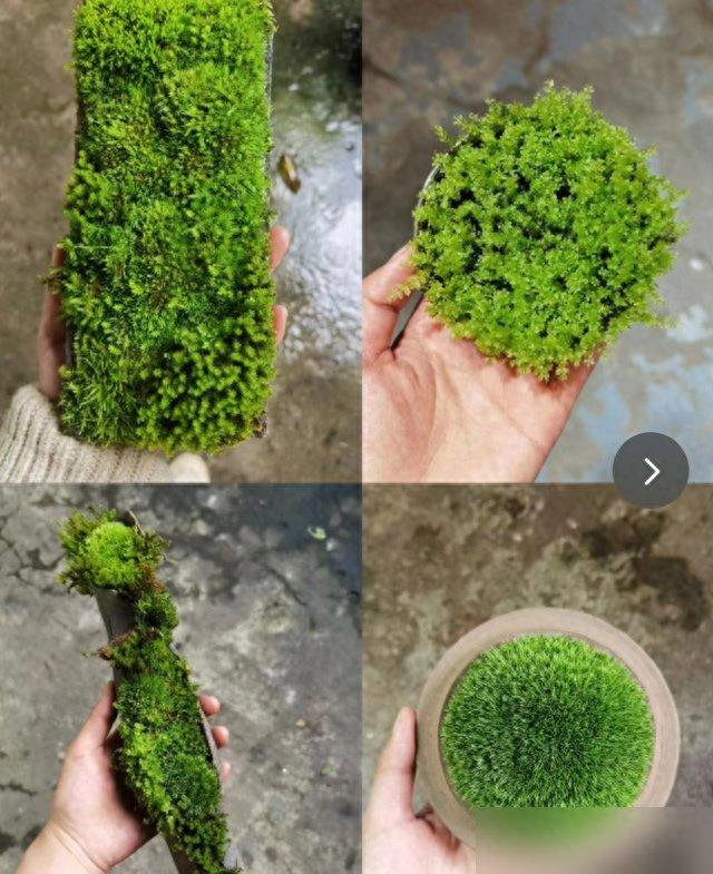 5種路邊常見“小垃圾”，竟是養花寶貝，撿它不丟人！ 