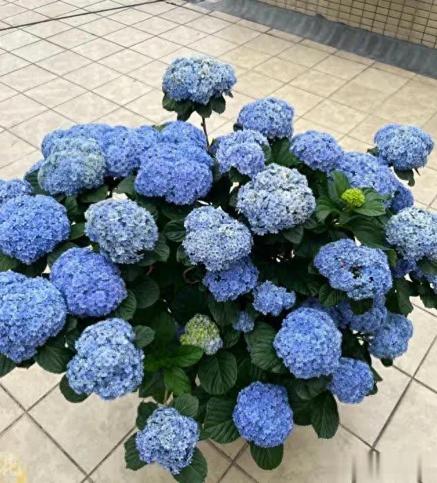 秋天別買繡球，花期過了用處不大，開春再入手！ 