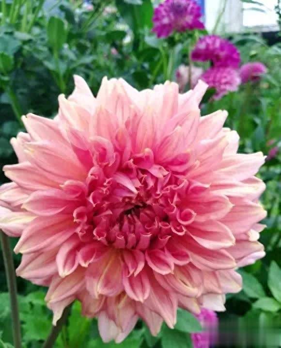 秋季種“地瓜花”大麗花，開(kāi)花超美還不怕冬天冷！ 
