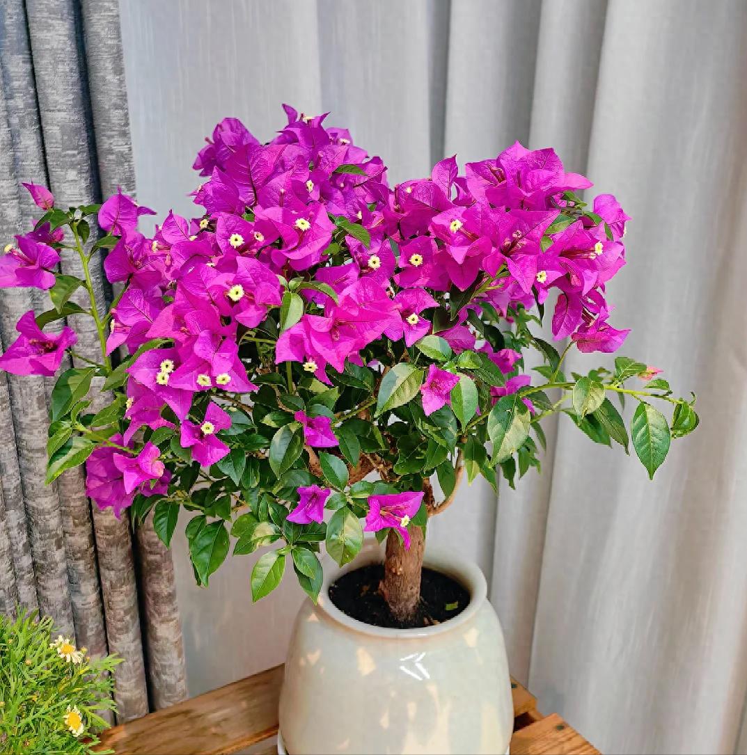 曾经爆火的三角梅为何被老花匠扔大街？原因很无奈