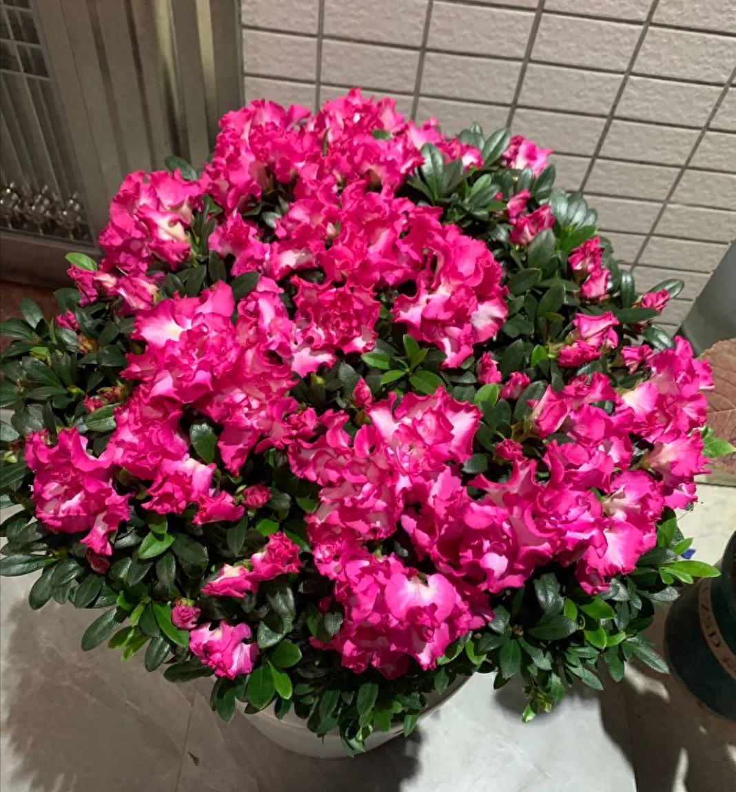 4种花天生是“醋坛子”，每月一杯醋，花苞疯长！ 