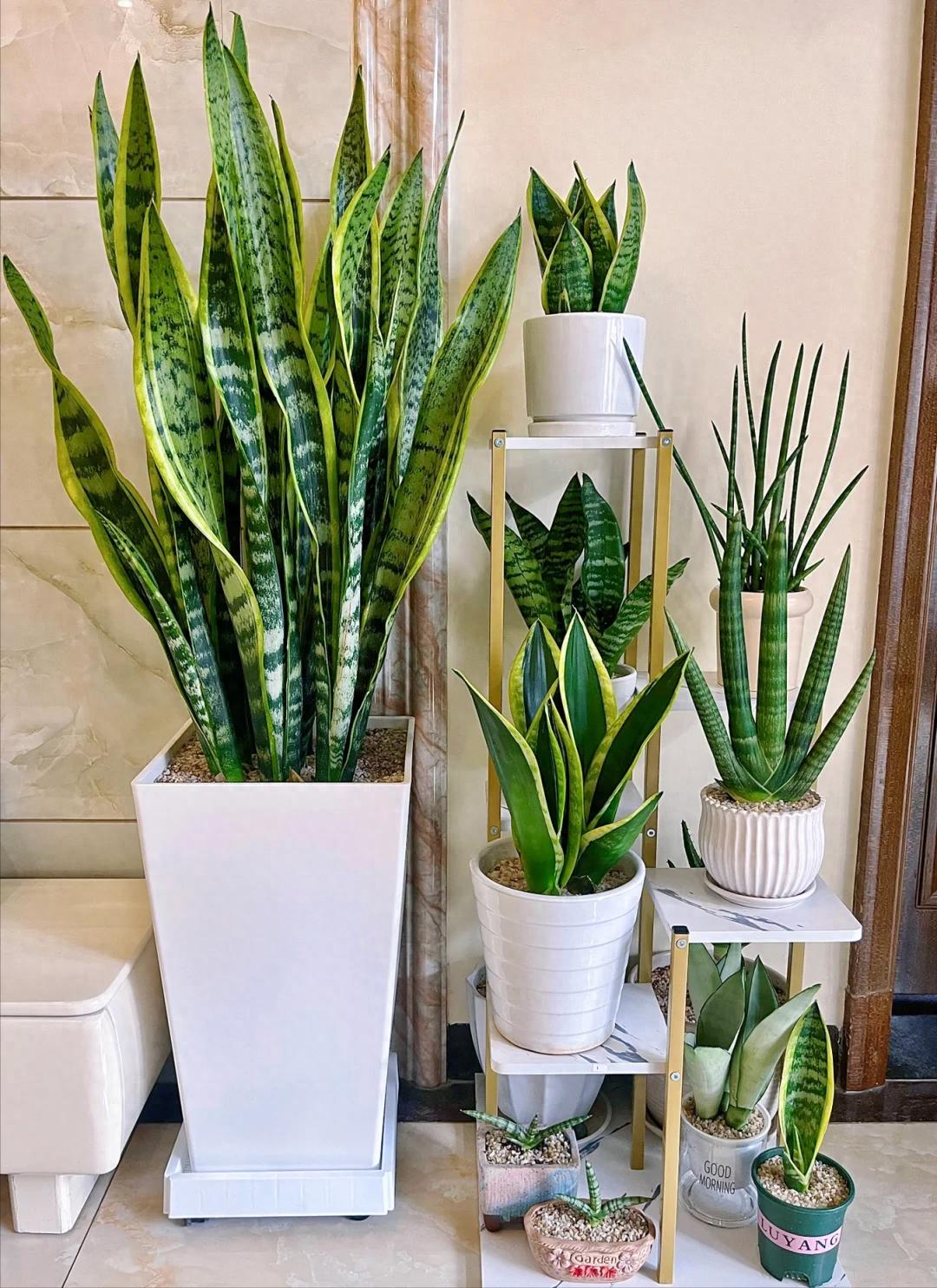 女子因客厅养虎皮兰走红，场面壮观超治愈！ 