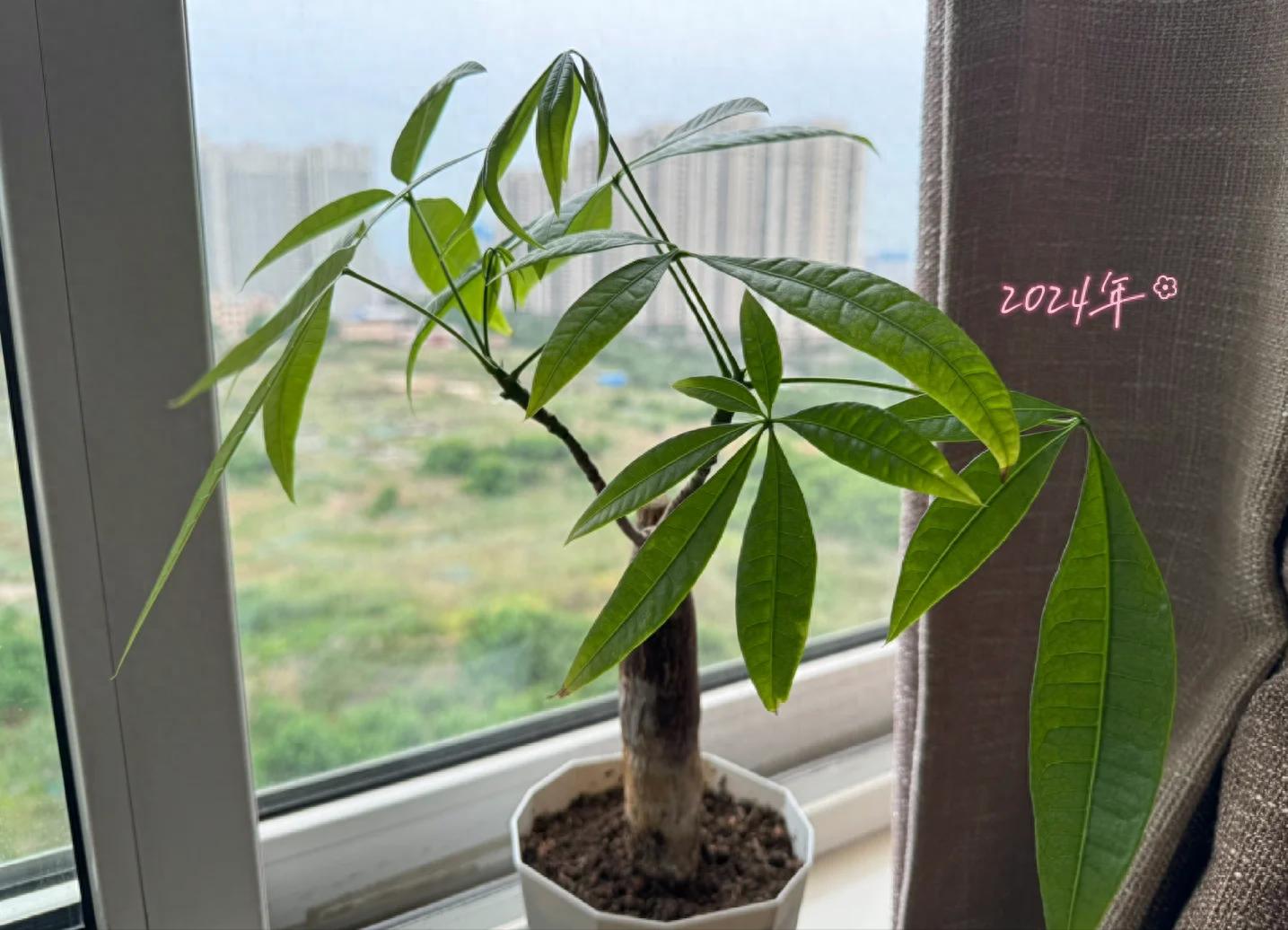 一女因在卧室养发财树走红，带来妥妥的视觉盛宴