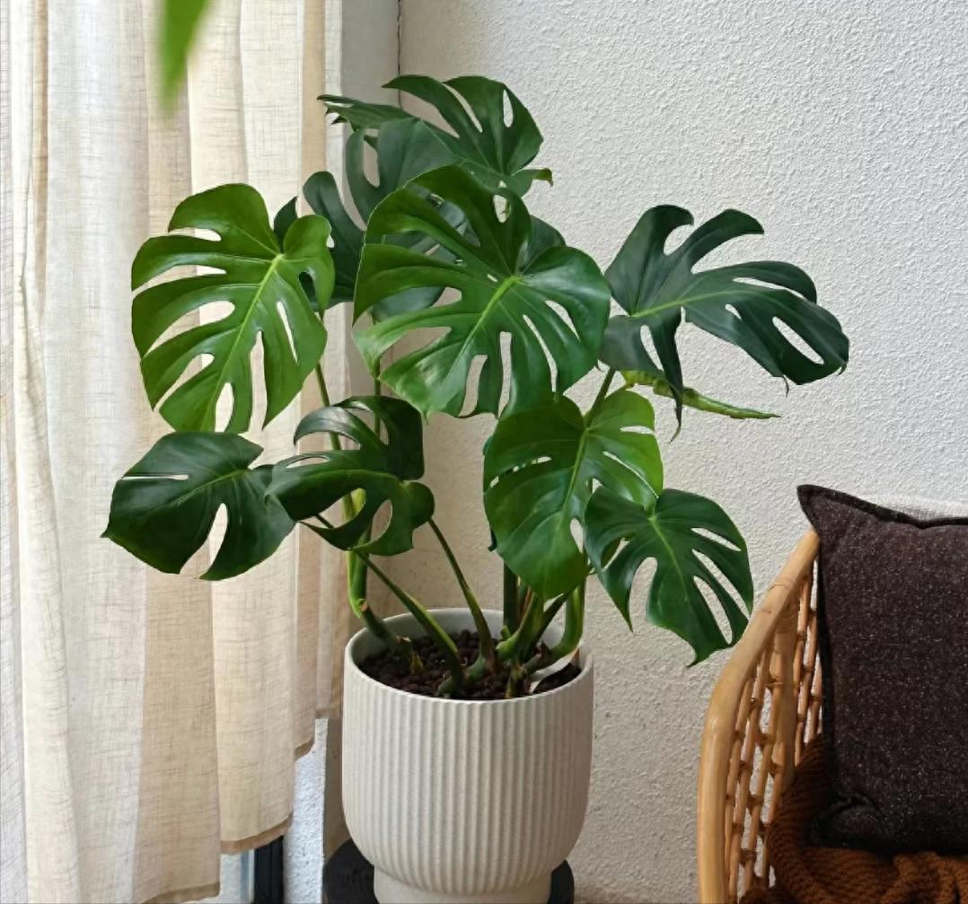 这3种“大毒花”千万别养家里，看完快扔掉！ 