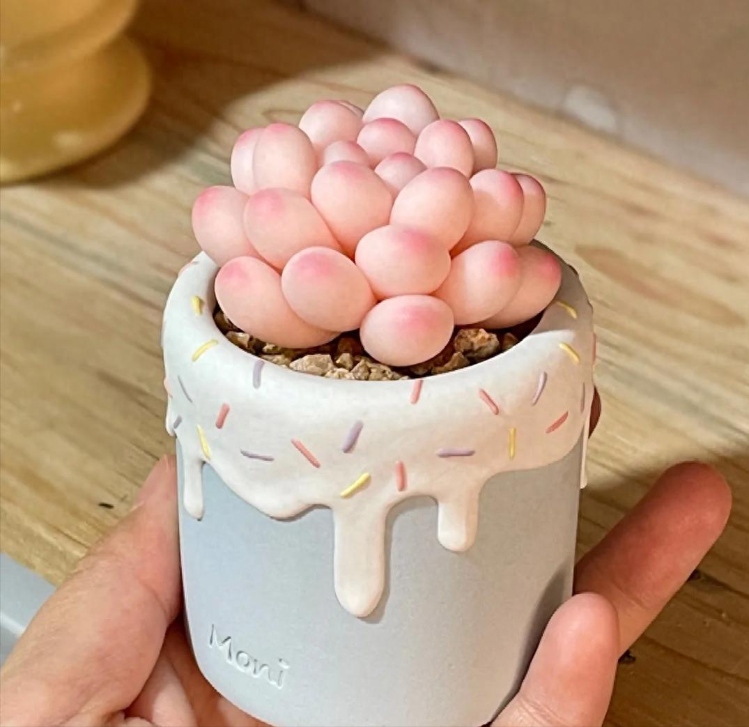 家里为啥不能养多肉？这4个“坑”过来人都难避开