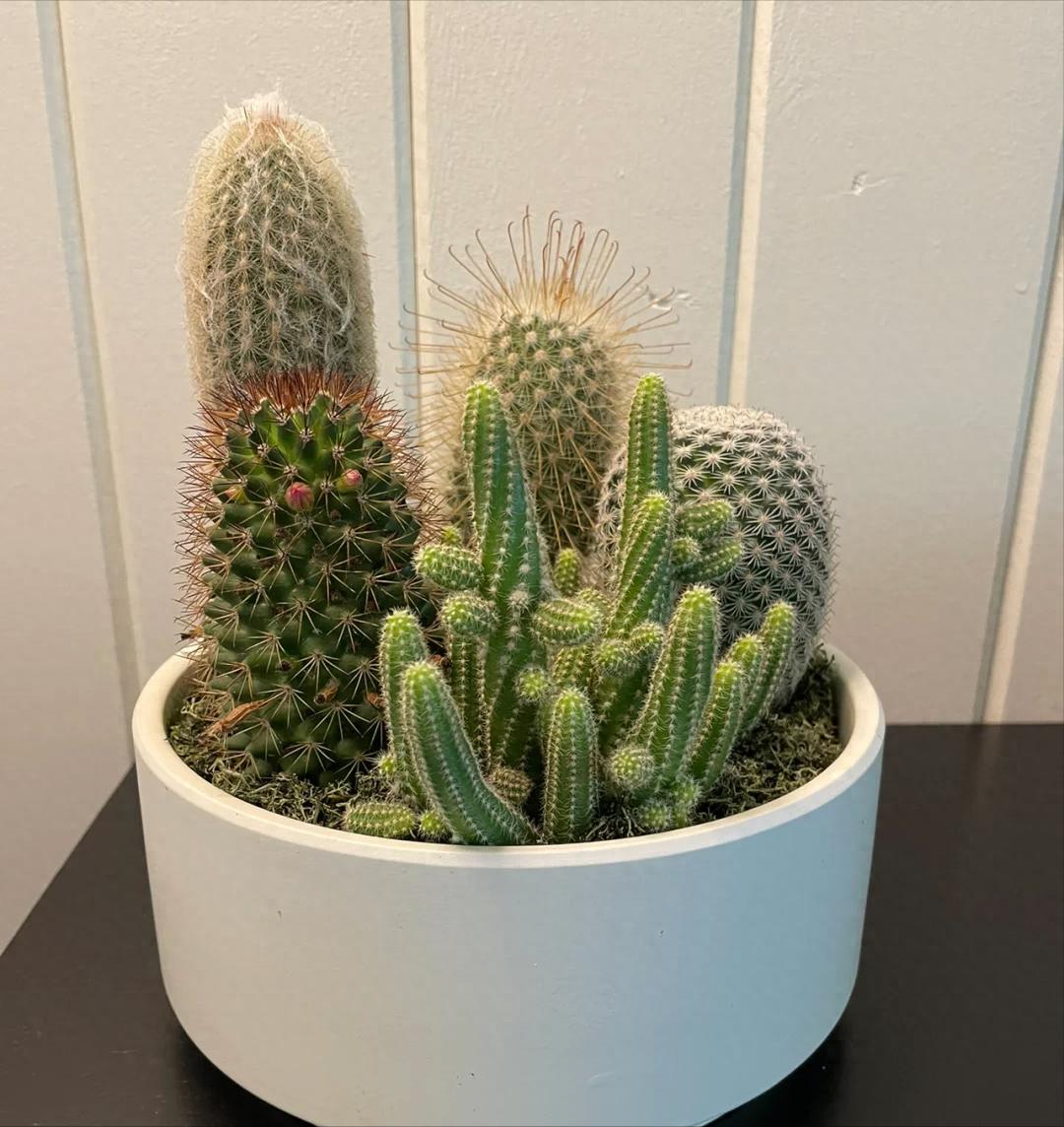 这4种花太“懒”，不狠心“虐”一下，难开花！ 