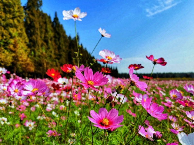 一天想你千百遍，爱你的心永远不变