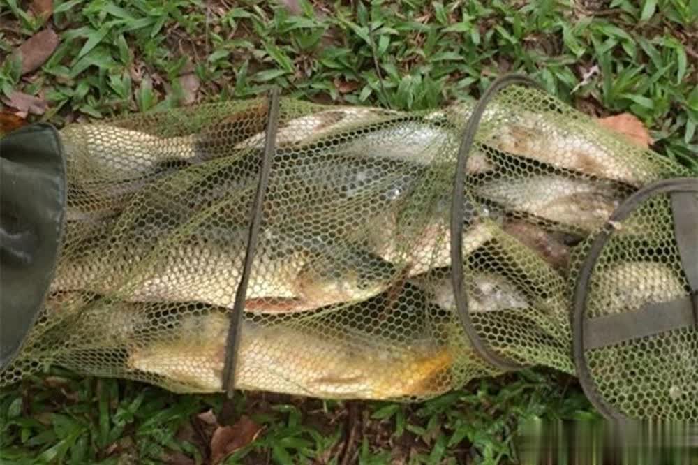 钓大鱼素饵之王嫩玉米，挂钩、配方、调漂全攻略