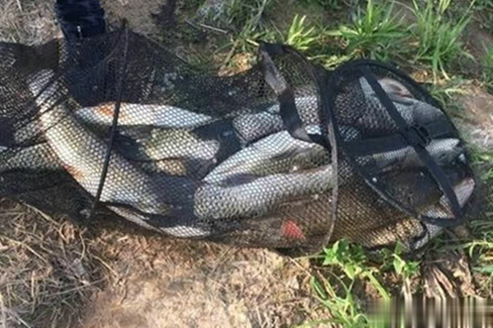 夏季鱼难钓原因揭秘：水温光照影响进食时间