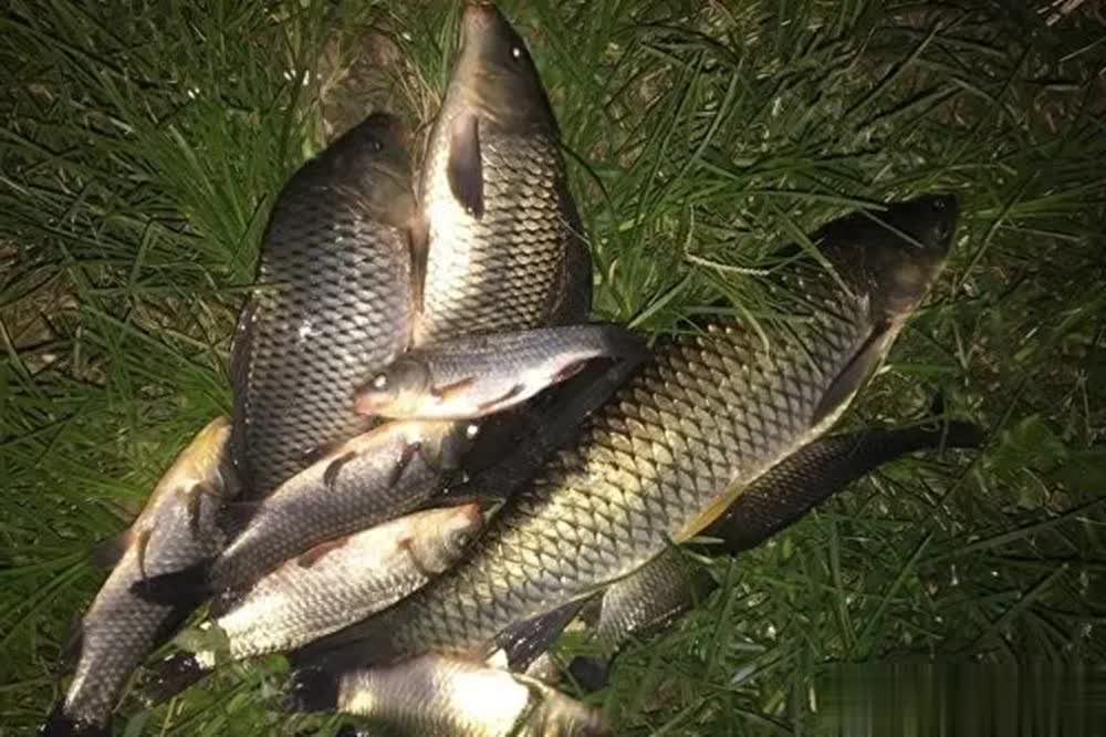 夏季夜钓攻略：钓时、天气、钓位选择要点全解析